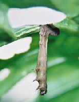 Infection of Spodoptera exigua by a baculovirus pathogen (nucleopolyhedrovirus).