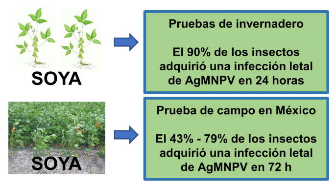 Adquisici�n de infecci�n de nucleopoliedrovirus en Anticarsia gemmatalis