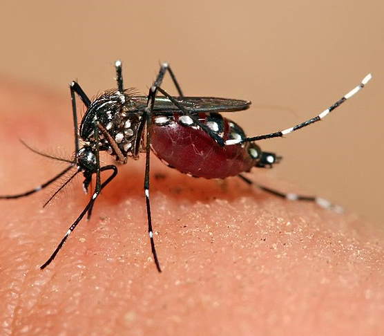 Aedes aegypti (creative commons license)