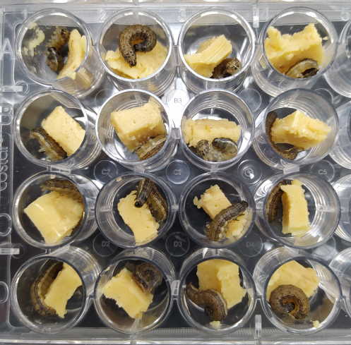 Bioassay of Spodoptera frugiperda larvae with artificial diet