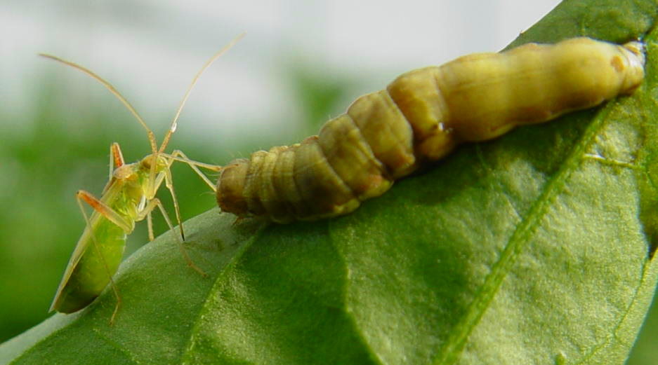 Nesidiocoris bug about to feed on SeMNPV infected larva