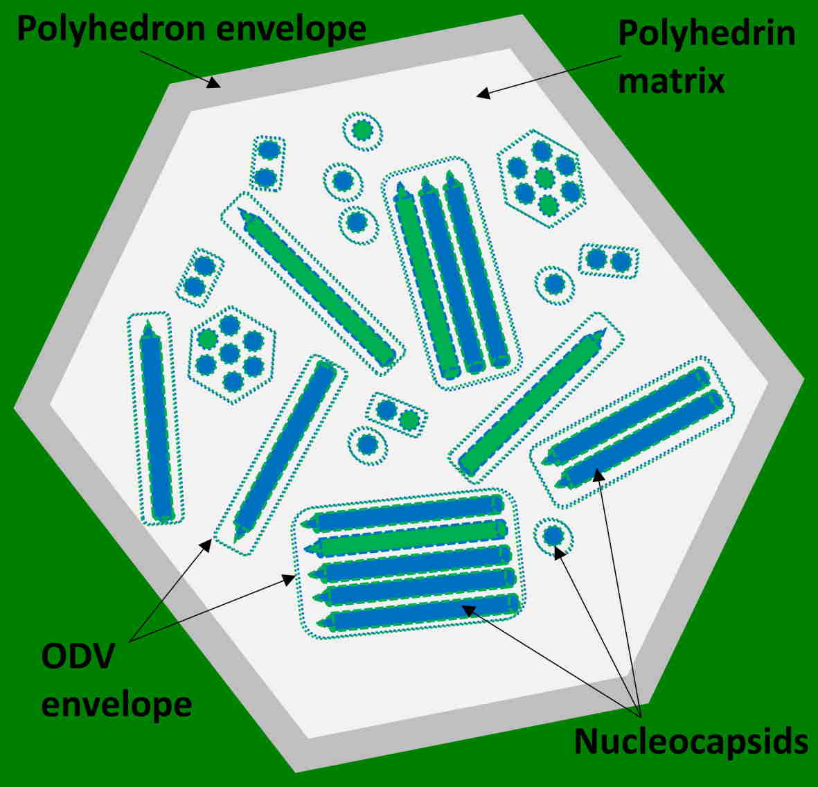 Schematic image of coocclusion of genotypic variants in a mixed-variant nucleopolyhedrovirus occlusion body