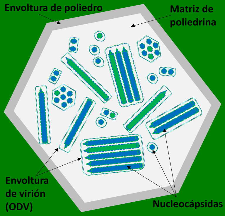 Esquema de cooclusi�n de variantes genot�picas de nucleopoliedrovirus
