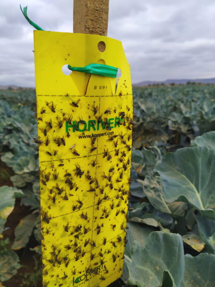 Delia planipalpis on sticky trap in Mexico