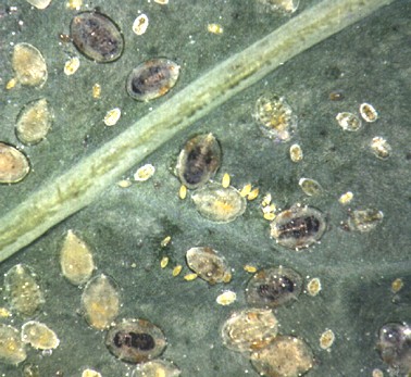 Hiperparasitismo de las pupas negras de endoparasitoides para la producci�n de machos de Encarsia tricolor.