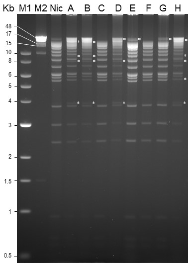 HindIII restriction profiles of SfMNPV isolates from soil (Williams et al., 2023)