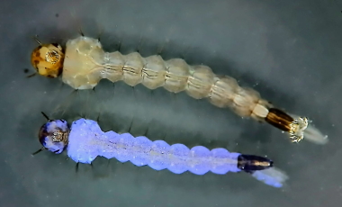 Larva de mosquito con infecci�n patente de iridovirus
