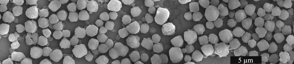 SfMNPV occlusion bodies; scanning electron microscope