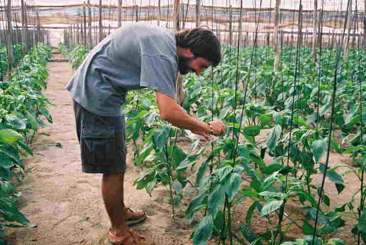 Collecting SeMNPV-treated larvae of Spodoptera exigua in Alicante