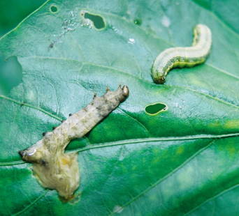 Transmission of SeMNPV in Spodoptera exigua