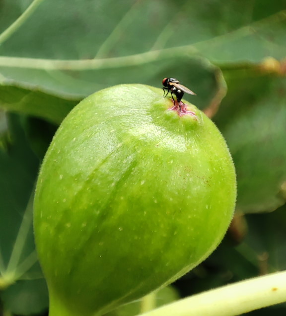 Silba adipata oviposition on fig (photo R. Lasa)