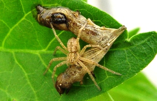 Baculovirus can be dispersed by predatory invertebrates such as this spider.  Predators generally have acid guts that do not dissolve the virus occlusion bodies.