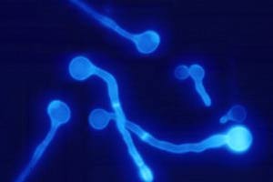 La formulaci�n de las esporas con Tinopal LPW no mejor� la fotoprotecci�n.  Este compuesto inhibe la s�ntesis de la quitina y puede disminuir la capacidad bioinsecticida de Beauveria bassiana.